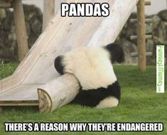 a panda bear sitting in the grass next to a wooden slide that says, sometimes you'll fall on your head keep trying