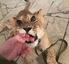 a small lion cub being held by someone's hand with its mouth open and tongue out