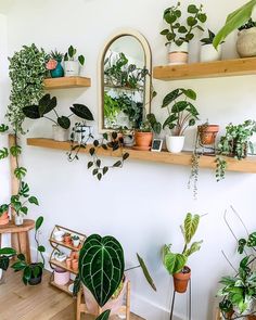 many houseplants are arranged on the shelves in this room