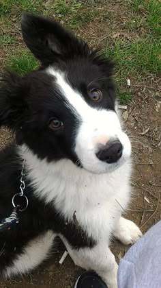 a black and white dog laying on the ground next to a persons foot with a chain around it's neck