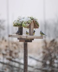 three birds sitting on top of a bird feeder in the snow with trees behind them