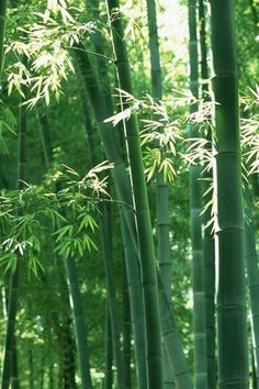 the bamboo trees are green with leaves on them