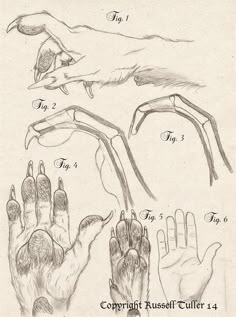 an image of hands and fingers in different stages of development from the earliest to the present day