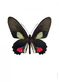 a black and yellow butterfly with red spots on it's wings