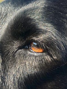 a close up of a dog's eye with orange eyeshade and black fur