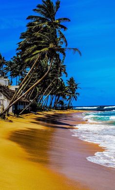 the beach is lined with palm trees and houses