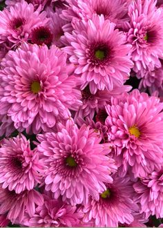 pink flowers are blooming in the garden