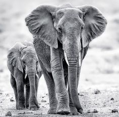 an adult and baby elephant walking in the dirt