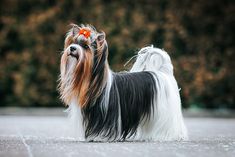 a small black and brown dog standing on top of a street