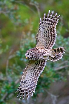 an owl flying through the air with its wings spread