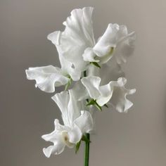 white flowers are in a glass vase on a table