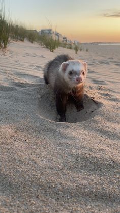 an animal that is standing in the sand