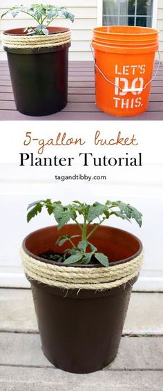 three potted plants sitting on top of a wooden table next to an orange bucket