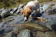 a brown and white dog standing on top of a river next to a fish