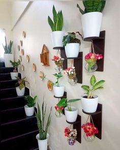 there are many potted plants on the wall