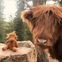 a brown cow standing next to a stuffed animal