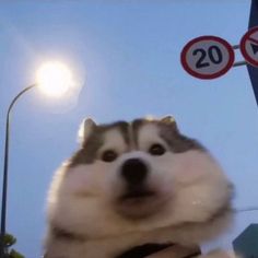 a husky dog is looking at the camera while standing in front of street lights and traffic signs