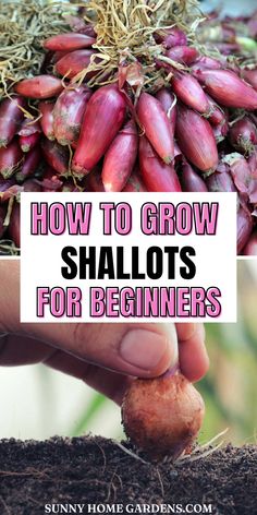 Are you a beginner who's looking for an effective way to grow shallots? Shallots are such a great culinary item to grow in your backyard garden. They are fairly easy to grow and you can easily grow them like a pro. How To Grow Shallots, How To Grow Oats, Grow Shallots, Growing Shallots, Plant In Fall, Growing Veggies, Garden Veggies, Veg Garden, Home Vegetable Garden