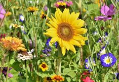 a field full of colorful wildflowers and other flowers