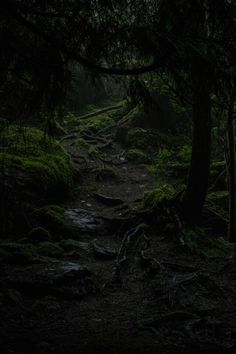 a dark path in the woods with moss growing on the ground and trees around it