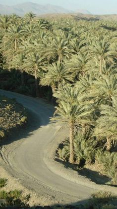 a dirt road surrounded by palm trees in the desert