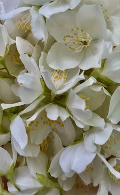 white flowers with yellow stamens in the center