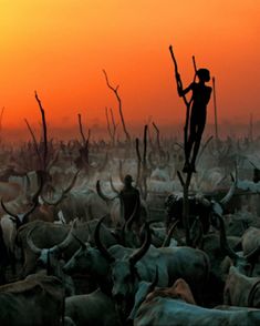 a man standing on top of a wooden pole in front of a herd of animals