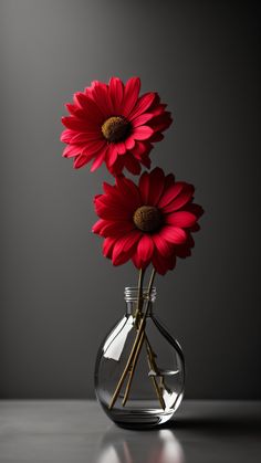 three red flowers in a clear vase on a black table with light reflecting off the surface