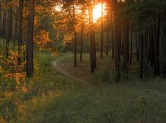 the sun is shining through the trees in the forest on a dirt path that runs between tall pine trees