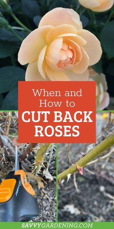 an orange rose with text overlay that says when and how to cut back roses