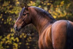 a brown horse standing in front of trees