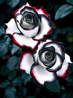 two black and white roses with red tips