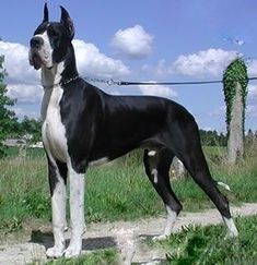 a large black and white dog standing on top of a grass covered field