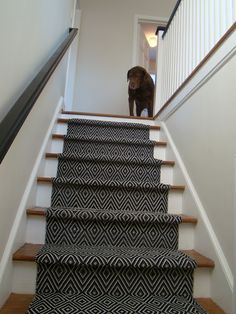 a dog is standing on the stairs in front of some carpeted stair treads