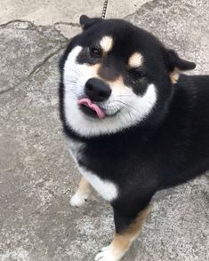 a black and white dog with his tongue hanging out