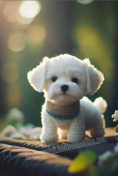 a small white dog sitting on top of a wooden table