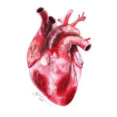 a drawing of a human heart on a white background