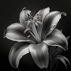 a black and white photo of a flower