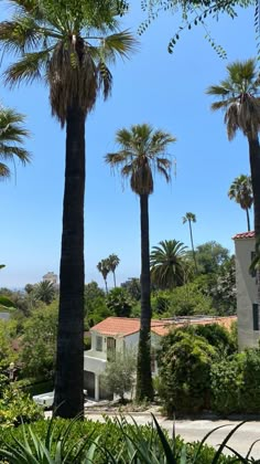 palm trees line the street in front of a house