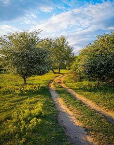 a dirt road in the middle of an open field with trees and grass on both sides