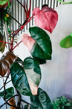 some pink and green leaves are hanging from a plant in front of a white wall