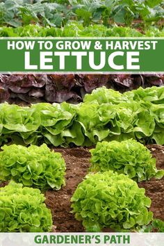 lettuce growing in the garden with text overlay how to grow and harvest lettuce