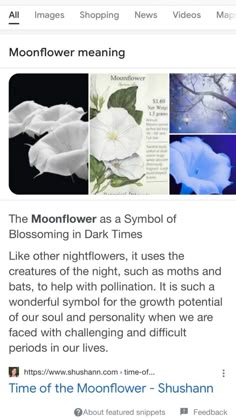 the moonflower meaning is displayed on an instagramt page, and it appears to be in english