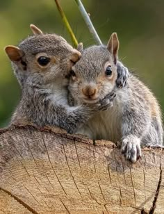 two small gray squirrels sitting on top of a tree stump