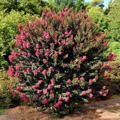 a bush with pink flowers in the foreground and trees in the backgroud