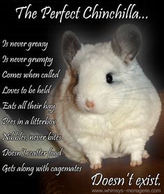 a white hamster sitting on top of a wooden table next to a black background