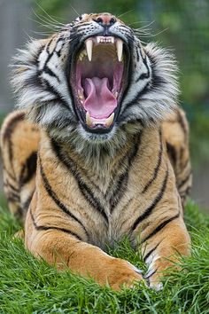 a tiger with its mouth open and it's teeth wide open, laying in the grass