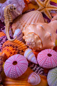 various sea shells and starfish on display