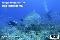 a group of people scubang in the ocean with sharks and other marine life around them