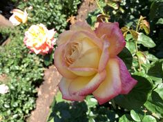 a pink and yellow rose is blooming in the garden